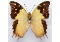 CHARAXES ANALAVA